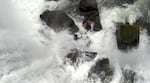 Harvesting lamprey at the base of Willamette Falls.