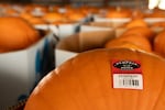 Produce is sorted and tagged with SKU stickers before being shipped off for sale at Albertsons and Safeway at The Pumpkin Patch on Sauvie Island, Ore., on Thursday, Sept. 24, 2026.