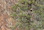 Bald eagles nest in Smith Rock State Park every year. Wildlife officials worry about the impacts a major influx of visitors may have on bald eagles and other species.