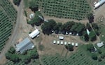 Farmworker camp near Talent, Oregon.  Rows of bunkhouse stand within 100 feet of surrounding orchards where trees are sprayed.