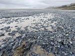 Millions of Velella velella, or "By-the-Wind Sailors," washed up on Nye Beach in Newport on March 10, 2026.