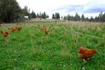 Several of the interns are vegetarian, but all still participate in monthly chicken "harvests."