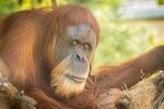 Inji, a Sumatran orangutan, turned 60 this month and is one of the oldest of her species on the planet.