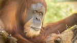 Inji, a Sumatran orangutan, turned 60 this month and is one of the oldest of her species on the planet.