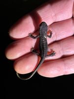 A baby newt in northern California, 2024.