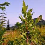 The Tulalip Tribe is working with the Forest Service to maintain a patch of huckleberries in the Mt. Baker-Snoqualmie National Forest.