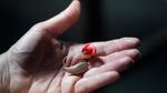 Chelle Wyatt holds her hearing aid on April 15, 2022, in Salt Lake City.