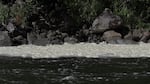 White foam builds up on the edges of the Klamath River in August 2022 because of pollution that builds up in stagnant water in dam reservoirs.