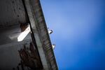 Sparrows on the roof of the Greenman Field grandstand.