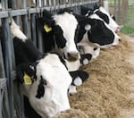 Cows at the dairy on the University of Georgia Tifton campus. Oregon state agencies approved another mega-dairy for Morrow County.