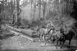 In this undated photo, horses haul freshly cut logs out of a forest in western Oregon.
