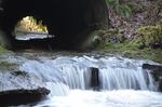 Salmon on their way up from northwest Washington's Skagit River have to leap two feet onto the jagged edge of this pipe to make it to habitat upstream.