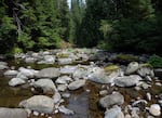 In this undated photo, a stream runs through the ancient Douglas fir and hemlock trees that have been standing in Oregon for more than 400 years. This area, called the Valley of the Giants, is among areas being considered under the Trump administration's plans to increase logging in Western Oregon.
