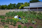 Dean and teacher Jill Snell, center, pulls weeds with a student in the Bridges Program garden in Corvallis, Ore., on July 15, 2025.