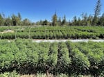 A field of cannabis trees.
