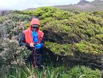 Brian Buma taking measurements along the intact edge of a large patch of trees on Isla Hornos, an island at the southern tip of South America.