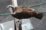 An osprey keeps a wary eye from a perch above a light pole.
