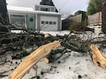 Tree damage in Southeast Portland on Monday.