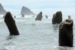 Neskowin Ghost Forest, 2012.