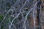 Great Grey Owls blend into the trees, and will often remain silent when people pass by or call to them.