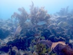 Coral reefs are a vital source of food, income and protection against storms for about 1 billion people on the planet, mainly in low- and middle-income countries.