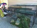 Stanley Held built his catio using tent stakes, cable ties and metal mesh squares often sold as shelving for dormitories.