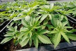 Cannabis plants for the adult recreational market are seen in a greenhouse at Hepworth Farms in Milton, N.Y., Friday, July 15, 2022.