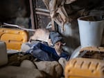 Daniel, an African giant pouched rat, searches through debris in a simulated disaster zone during a search and rescue training exercise at an Apopo training facility in Morogoro, Tanzania. The rats use their acute sense of smell to locate victims trapped under rubble.