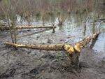 Beavers have chewed down numerous trees in Greenway Park along Fanno Creek in Beaverton.