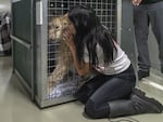 Maggie Shaarawi, vice president of Animals Lebanon, tries to calm Sara the lion cub in Beirut before the animal is transferred out of the country, on Thursday.