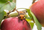 The Washington State Department of Agriculture team tracked the Asian giant hornet for about an hour earlier this month, before losing her signal in a forest.