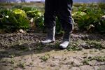 Farmworkers prune cabbage in a field on Thursday, March 5, 2026, in the Skagit Valley.