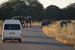 Elephants cross the road near the entrance to Hwange National Park in north-western Zimbabwe. Elephants are the park's main attraction however, poor rains and having watering holes near the entrance could pose a risk to human settlements, researchers say.