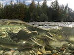 A group of pink salmon return home to the waters where they were born, bringing with them a pulse of nutrients that helps drive stream and forest ecosystems. From old-growth trees to aquatic insects, hundreds of species rely on the large amount of marine-derived nutrients that salmon provide. As salmon numbers have declined throughout the Pacific Northwest, this important ecological resource has been lost from many forest and river environments in the region. It's now estimated that only 3-7% of the nutrients salmon deliver make it back into freshwater environments.