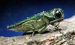 In an undated photo provided by the Minnesota Department of Natural Resources, an adult emerald ash borer is shown. The highly destructive insects which kill ash trees are metallic green and about 1/2-inch long.