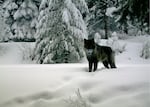 FILE: A Feb. 5, 2014, photo of a young wolf from Oregon's Walla Walla Pack. New data from 2023 shows that the growth rate for Oregon’s gray wolf population dropped to zero for the first time since wolves started returning to the state.