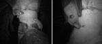 Photos captured by an infrared camera show proof of bats licking the date palm sap. The photo on the left shows the container used to collect the sap. Researchers believe bat saliva or urine can infect the sap with Nipah virus, which is later drunk by locals.