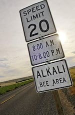 During the alkali bee season in June, speed limits are lowered on country roads around Walla Walla County.