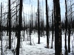 snow covers the ground in a severely burnt forest of blackened trees