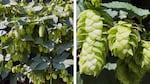 Hops growing on a garage.
