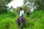 Kansala, Guinea-Bissau (September 24, 2024) - Bubacar Sane, a son of Tombon Sana, who is the guardian of the Kansala site, walks through the site of the now gone city of Kansala, the capital of the Kingdom of Kaabu.