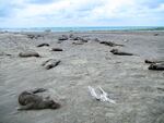 Deceased elephant seal pups line the beach at Punta Delgada in Chabut, Argentina, along with a bird carcass. Cause of death: bird flu.