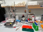 One bench in Rachael Sirianni's lab is still full of equipment — reagent bottles and pipettes. She had to lay off the researcher who was working here. “I can’t bring myself to clear his bench,” she says. “It makes me sad.”