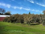 Barcelonas are the most common hazelnut tree, producing most of the nuts we buy in stores. Many survived Oregon's eastern filbert blight, which started to spread in the 1970s. 