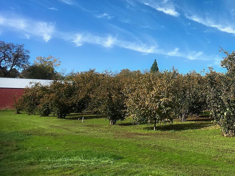 Barcelonas are the most common hazelnut tree, producing most of the nuts we buy in stores. Many survived Oregon's eastern filbert blight, which started to spread in the 1970s. 