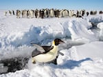 Emperor penguins, found in Antarctica, are in serious danger due to climate change.