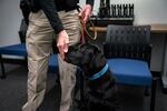 Officer Ben Costigan with the Gresham Police Department, gives a treat to Tagg, the department's new comfort dog on Dec. 23, 2019, in Gresham, Oregon.