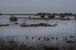 Flocks of birds sit in a wetlands area.