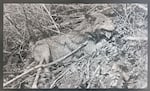 A black-and-white photo of a timber wolf among leaves and brush.