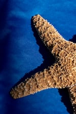 A dried ochre sea star sits on display at an interactive table.